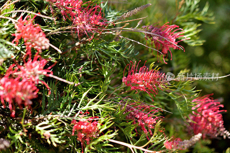 Grevillea Banksii /红色丝滑橡木花